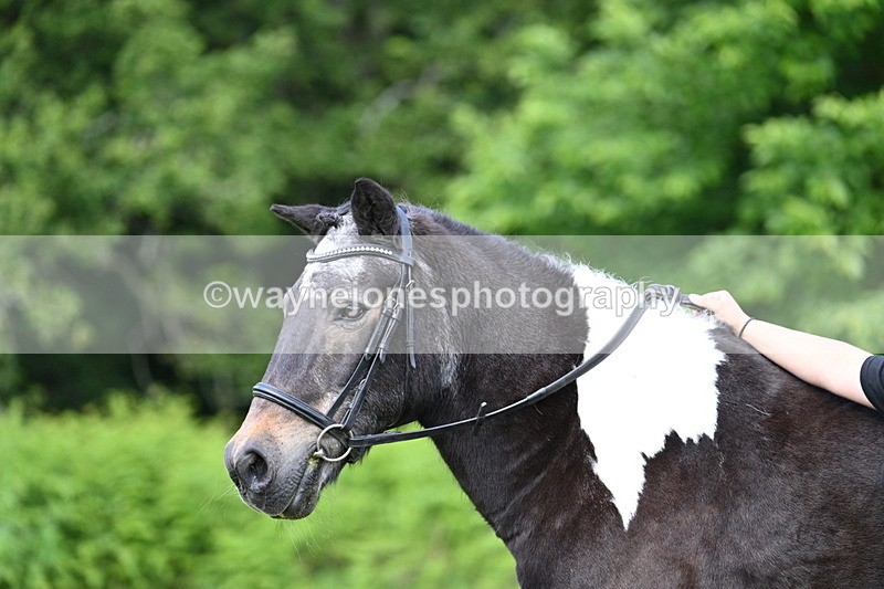 WJ7_1641 - Class 11 Condition & Turnout