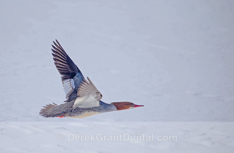 Common Merganser (female) in Flight