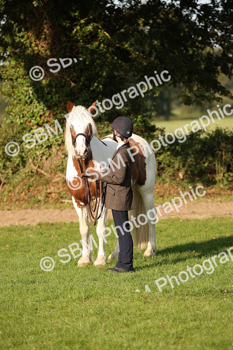 SBM_58769 - S51 - Piebald & Skewbald Horse In Hand