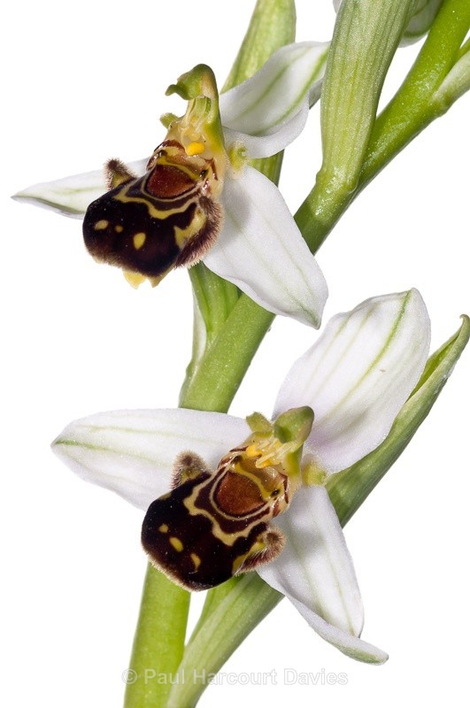  - WB: Orchids - Ophrys