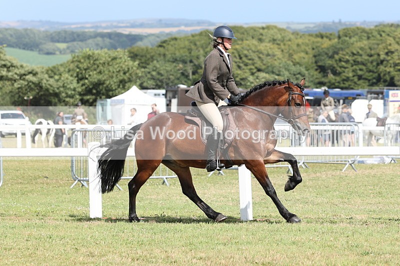 JPP_2473 - Class 19: Working Hunter 60cm