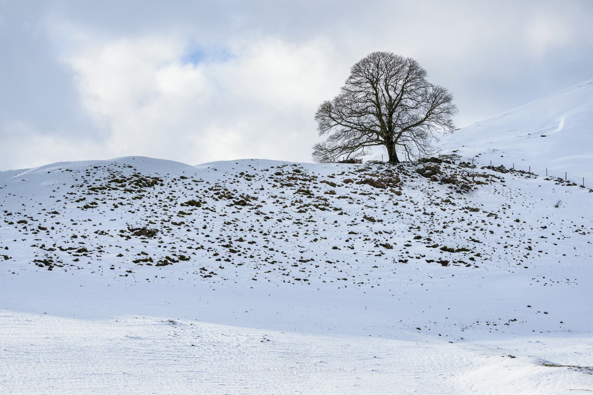 Chrome Hill tree in snow - WINTER
