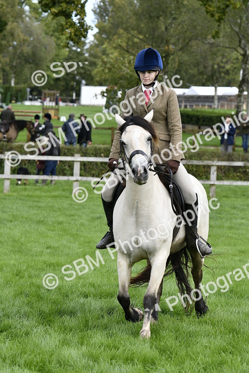 SBM_41566 - S32 - Mountain & Moorland Working Hunter Pony