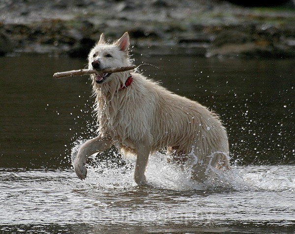 Noska - Dogs