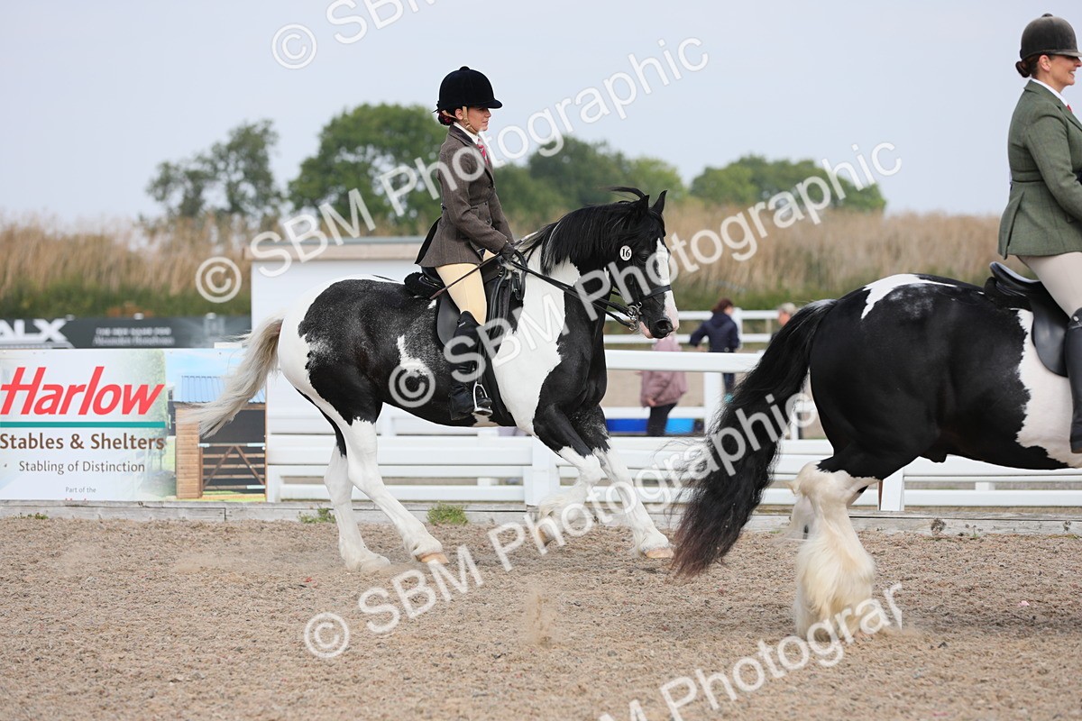 SBM_12876 - Class 307 Ridden Coloured Pony