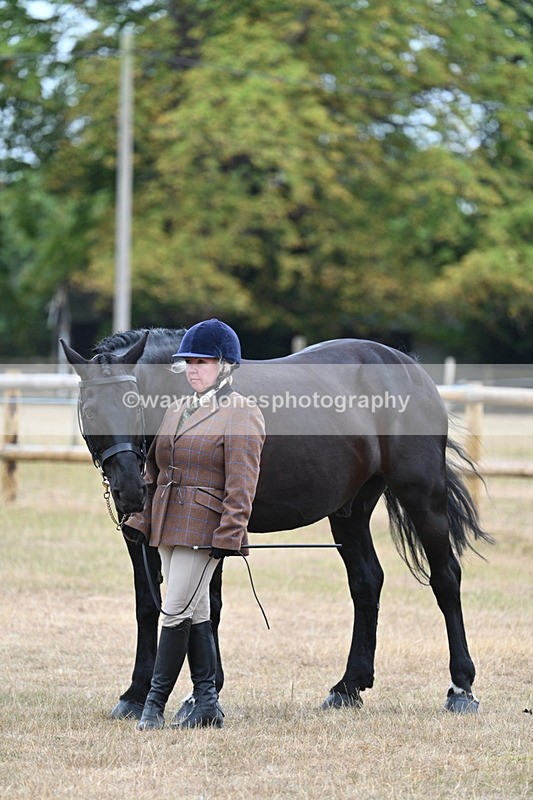 WJ7_9746 - Class 5a Most Handsome Gelding (above 14.2hh)