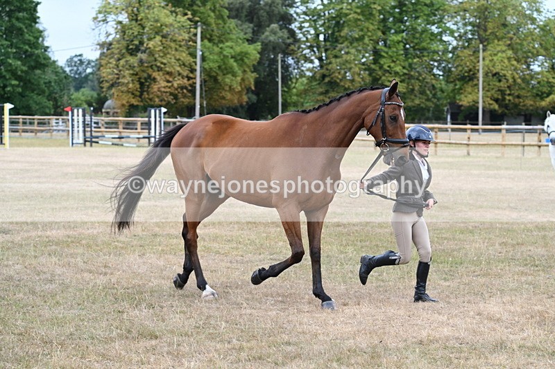 WJ7_9994 - Class 5a Most Handsome Gelding (above 14.2hh)