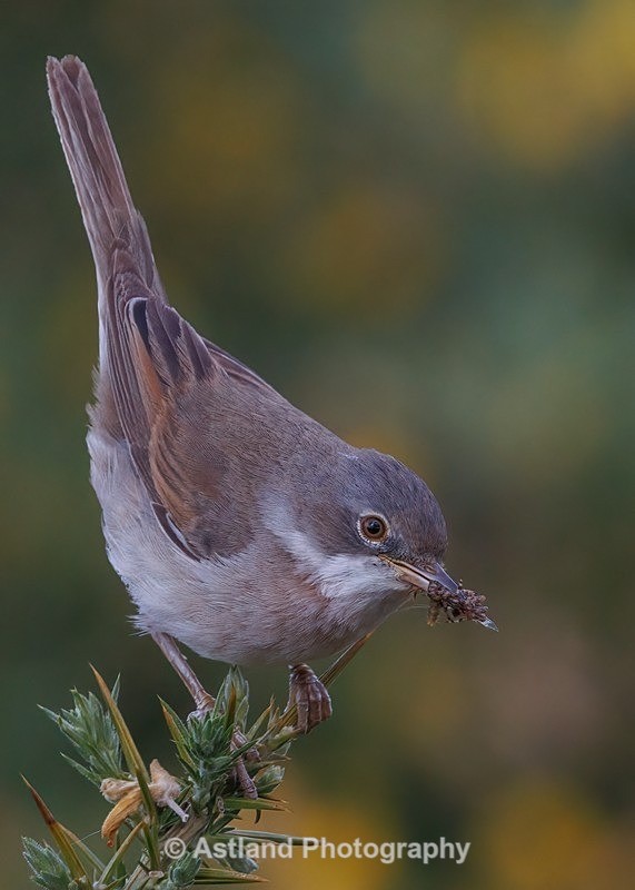 Whitethroat - Latest Images