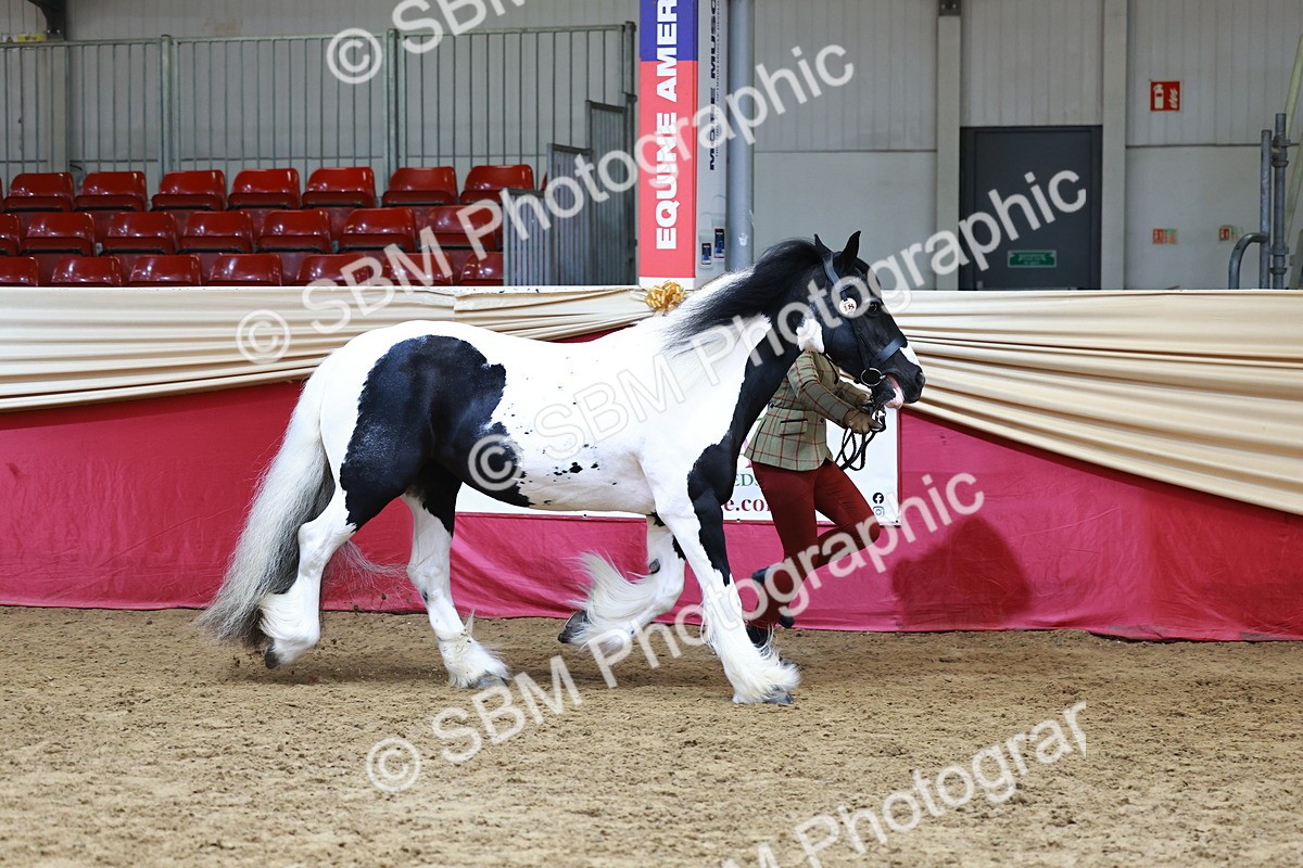 SBM_23179 - Class 903 - Supreme Final - IH Pre Vet