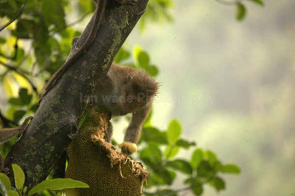 Macaque Monkey in Jungle in Ella Sri Lanka 13 - Sri Lanka wildlife, people & places