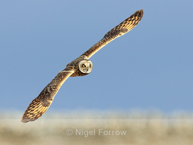 Short-eared Owl banking at Hawling, Gloucestershire - Short-eared Owl