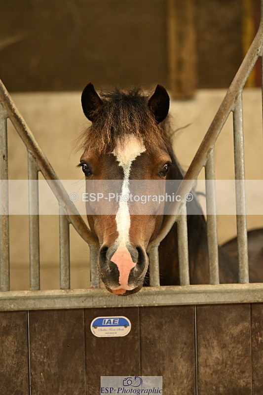 240809A-085035-00023 - Stable Shots