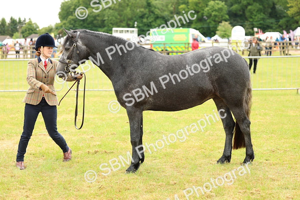 SBM_04072 - Class 64-67 - Shetland Pony In Hand