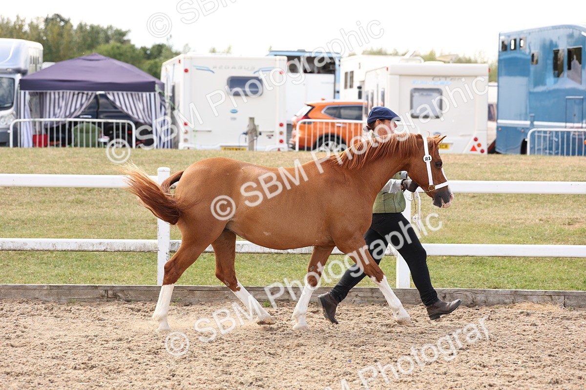 SBM_15089 - Class 209 - IH Veteran Pony