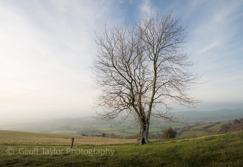 4119 Tree above Cwmdulla Farm - Corndon Hill