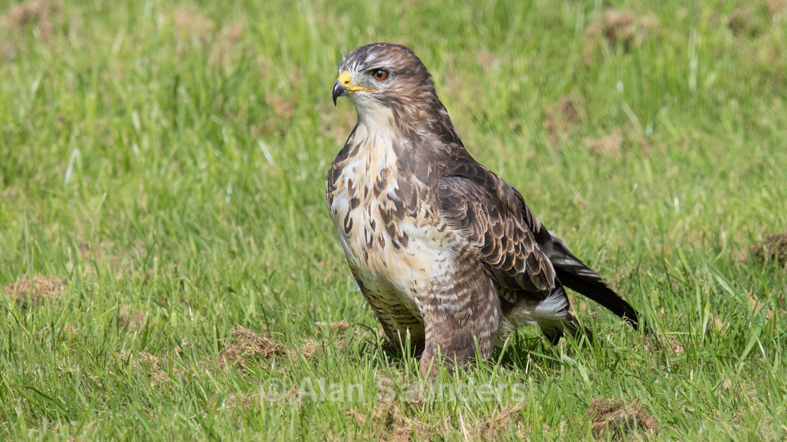 Common Buzzard 8