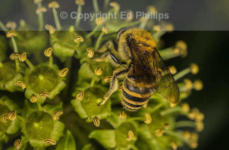 Colletes hederae (f)