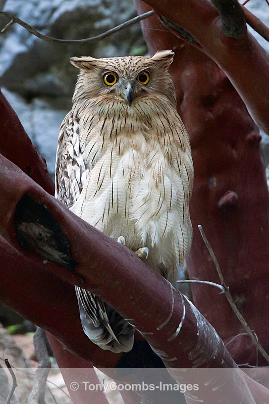 Brown Fish Owl - Turkey