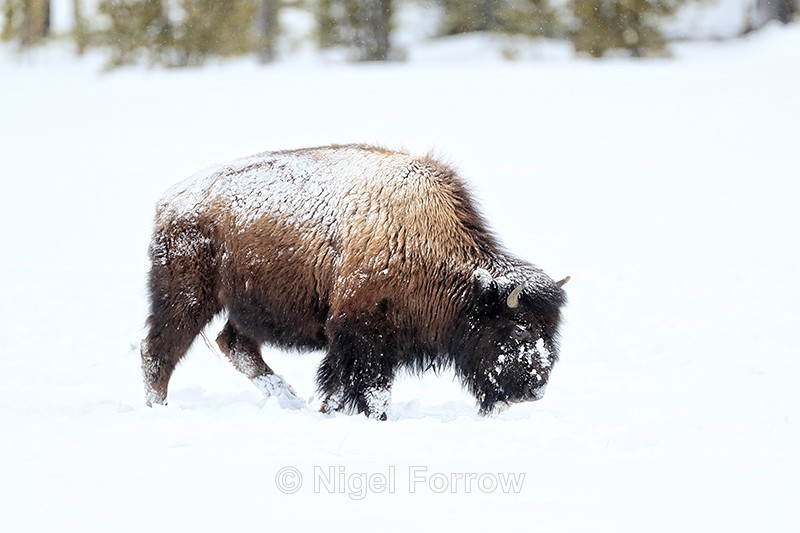 Bison passes in front, Yellowstone National Park, Wyoming, USA - Bison