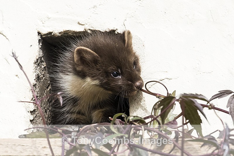 Pine Marten  (kit) - Ardnamurchan ~ Bempton Cliffs