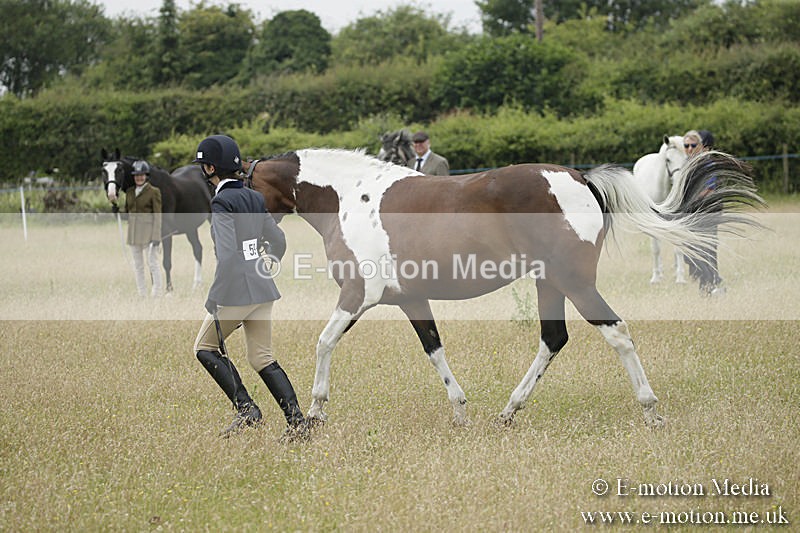 B230619-0397 - Bourne Valley Riding Club Summer Show 23/06/19