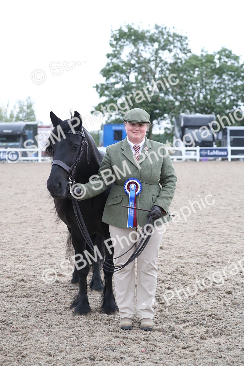 SBM_18006 - Class 317 IH Pure bred Horse/Pony