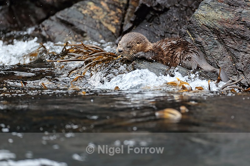 Marine Otter at water's edge, Chanaral Island, Chile - Otter