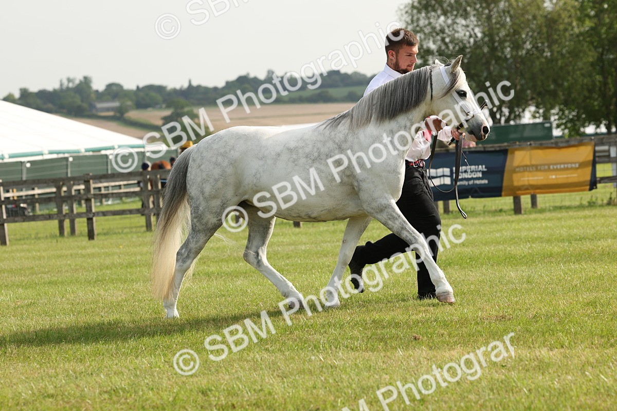 SBM_00544 - Class 6-13 - Mountatin and Moorland In Hand Welsh Breeds