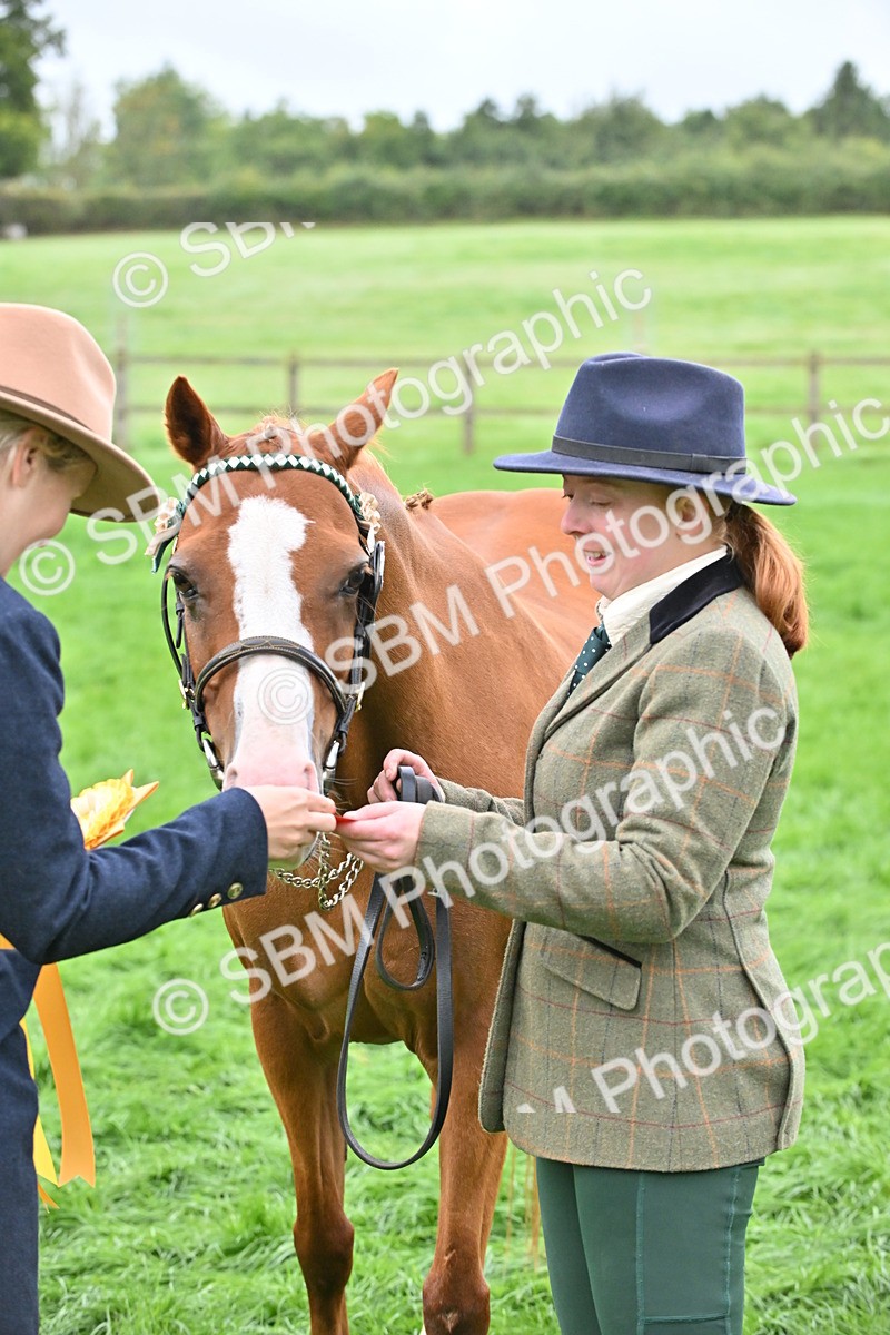 SBM_57573 - S46 - Part Bred Arab & Native Pony In Hand