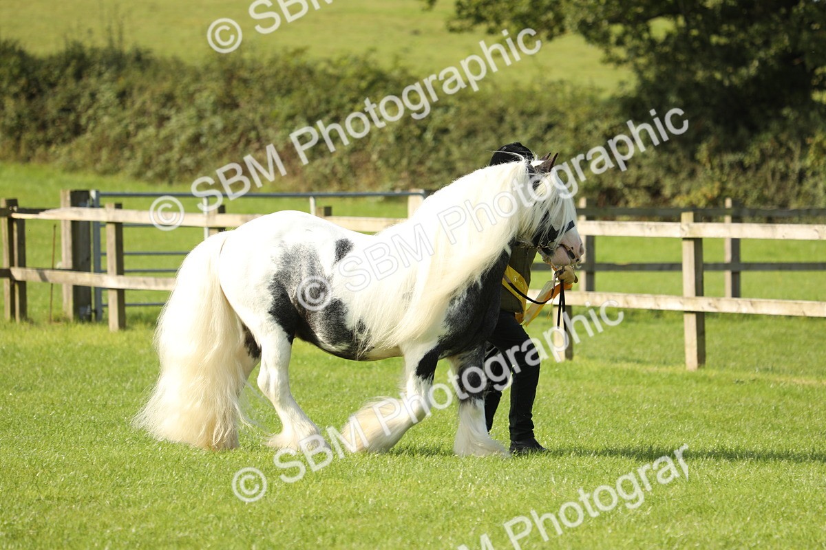 SBM_61032 - S43 - Coloured Pony In Hand