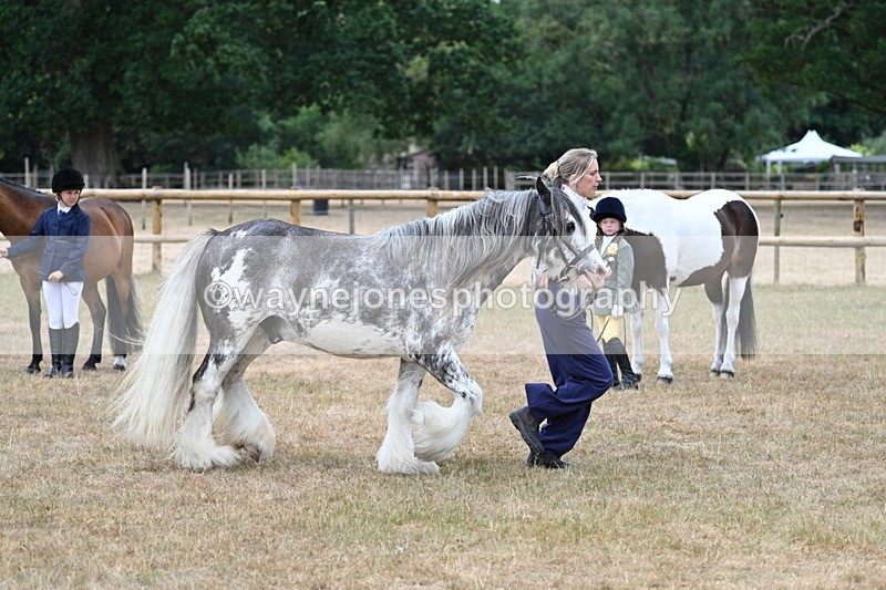 WJ7_9641 - Class 5 Most Handsome Gelding (up to 14.2hh)