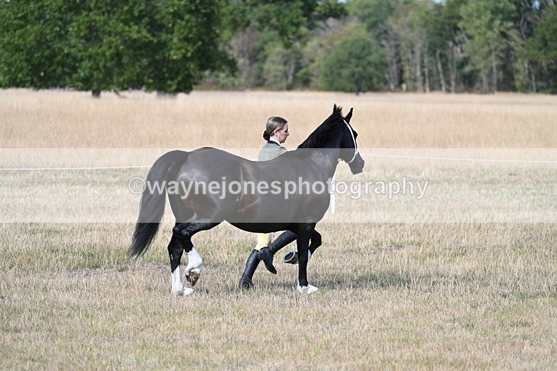 WJ7_8244 - In-hand Championship