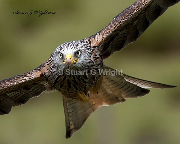 28 - Wild Birds of Prey Inc. Owls