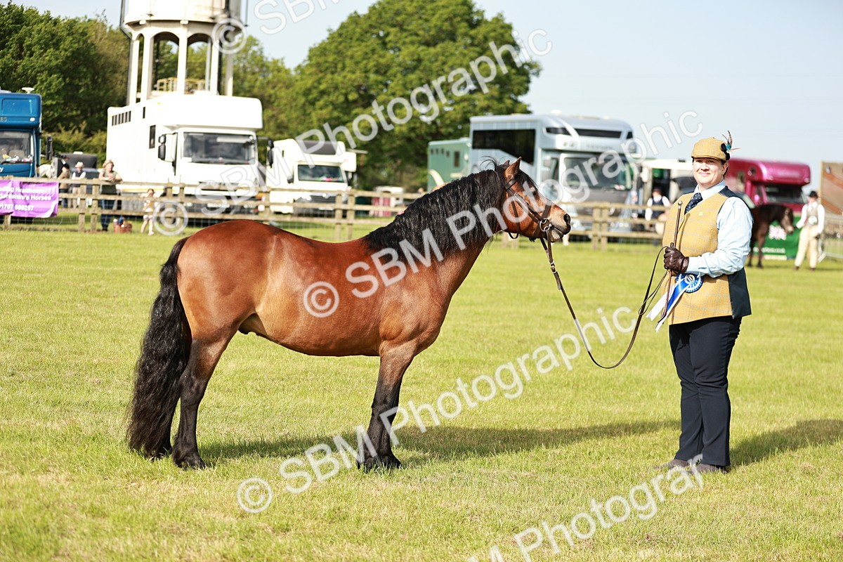 SBM_00607 - Class 14-23 - Mountain & Moorland In Hand Non Welsh
