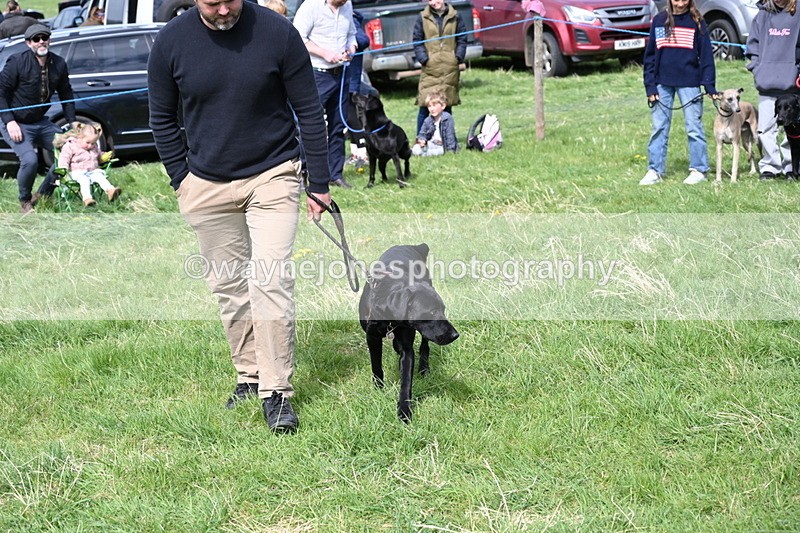 WJ6_9017 - Class 8 Best Working / Gun Dog or Bitch