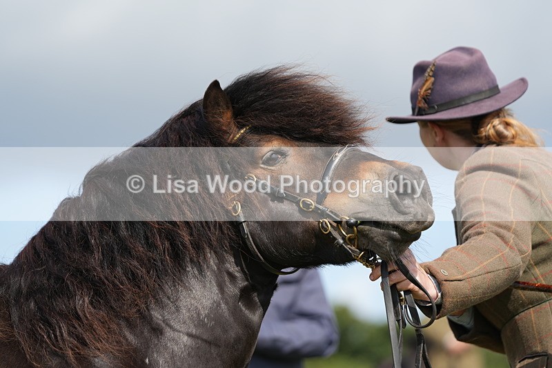 DSC05316 - Class 49: NPS Shetland 4 years and over