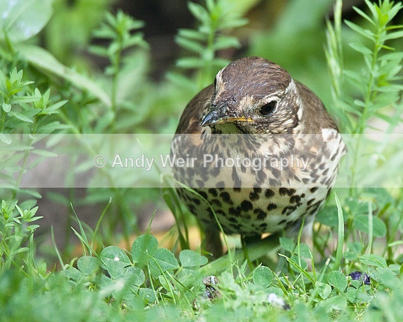 20090602-2009 06 02 025 - Thrushes