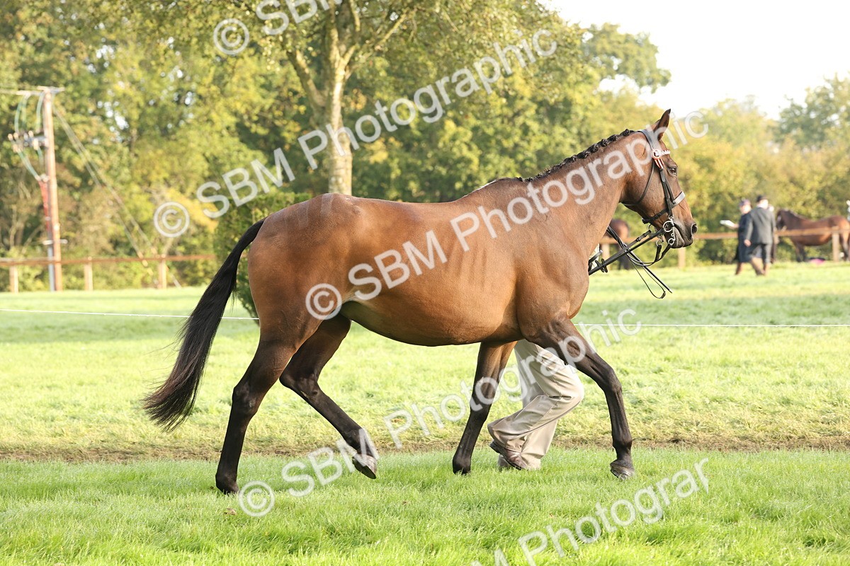 SBM_54935 - S52 - Riding Horse & Hack & thoroughbred In Hand
