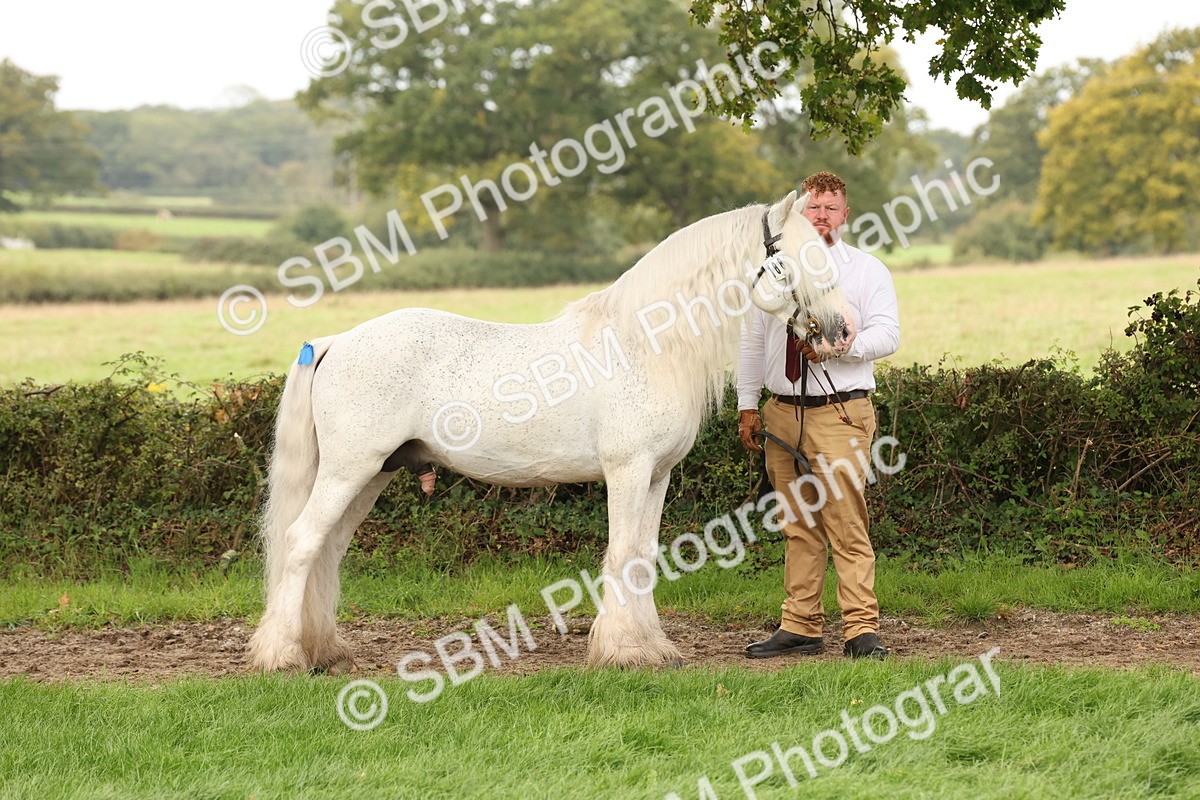 SBM_59288 - S57 - Traditional Cob In Hand