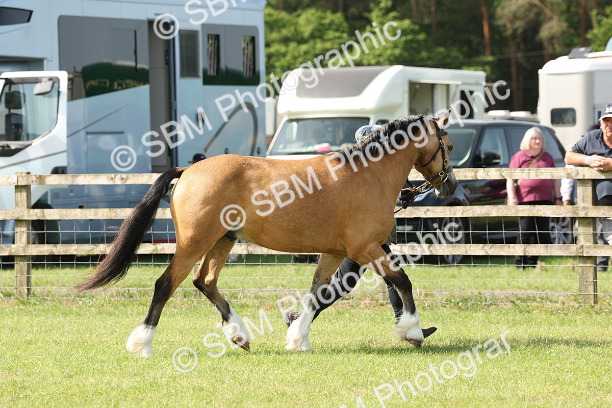SBM_02086 - Class 6-13 - Mountatin and Moorland In Hand Welsh Breeds