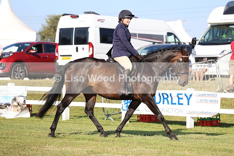 3E7A5249 - Class 2: Rising Star Large Hack/Riding Horse