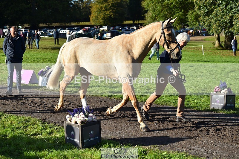 231022-100154-22192 - 612-CORRIEVIEW.MERLIN.MAGIC-Jane.Rogers-TrotUp+SJ