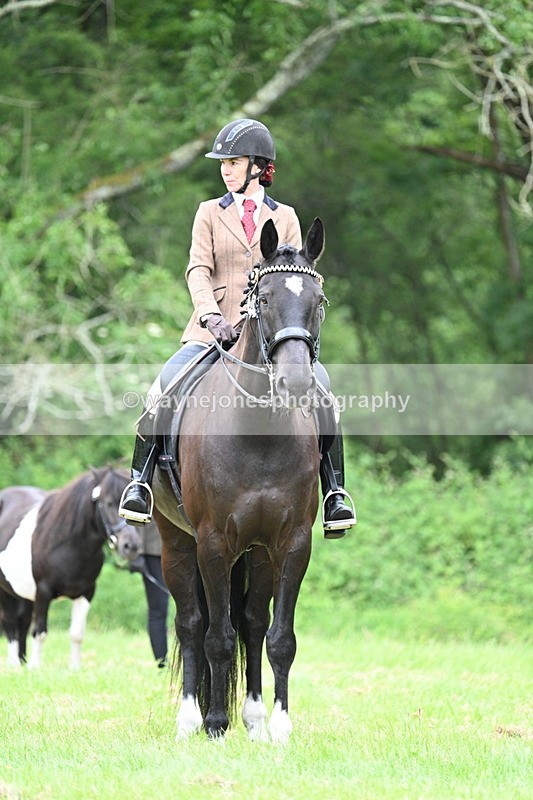 WJ7_4195 - Class 14A Handsome Gelding