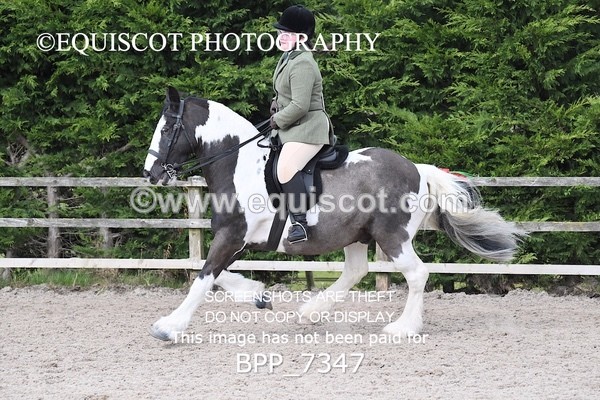 BPP_7347 - RING 1  (RIDDEN HORSES / IN HAND / VETERAN ETC)
