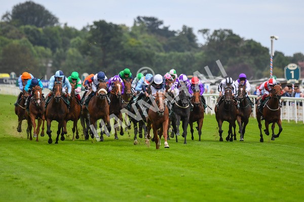 240823-Race 2-Dragon Leader-0187 - Race 2 2.25pm Goffs UK Harry Beeby Premier Yearling Stakes
