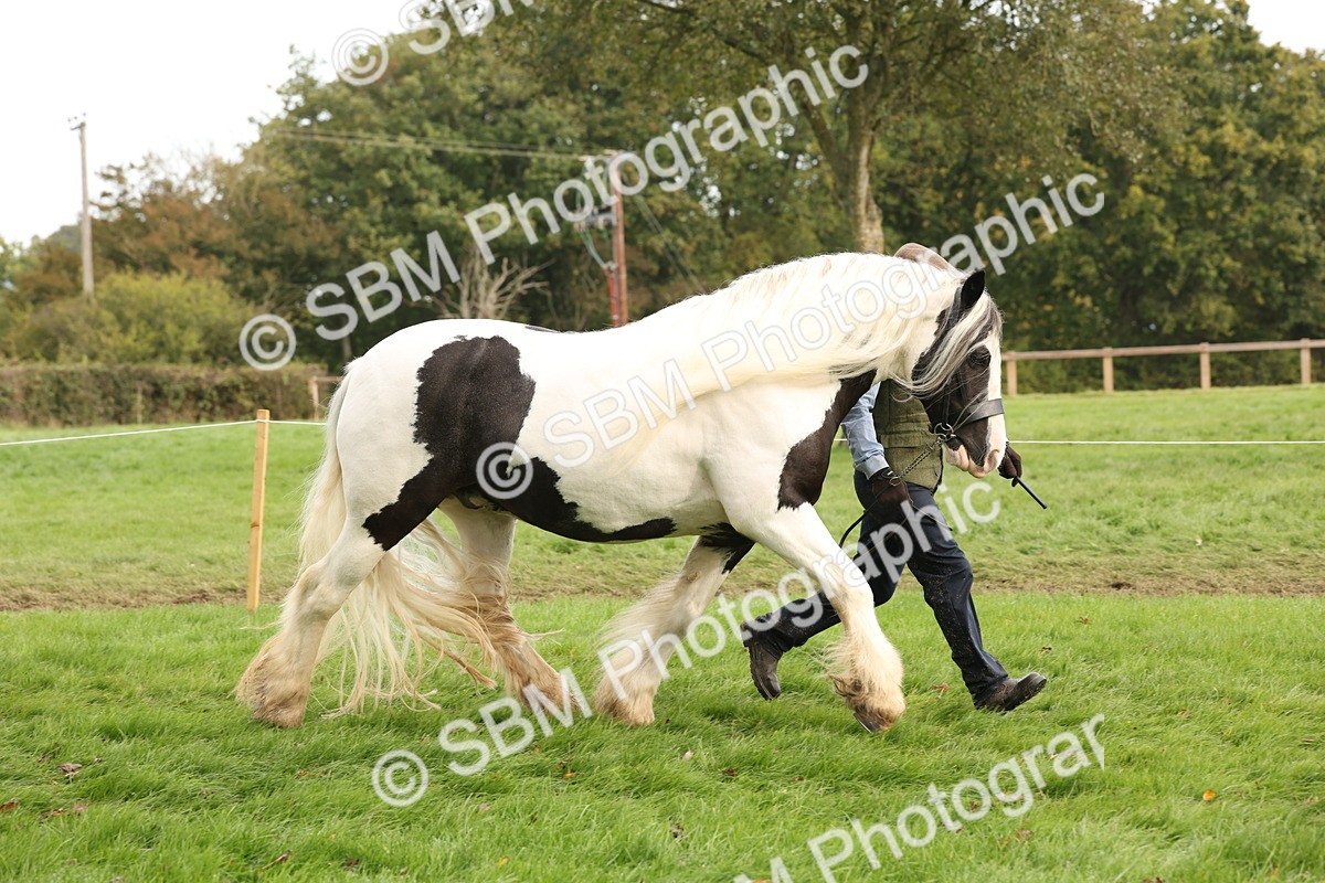 SBM_57497 - S56 - Show Cob in Hand