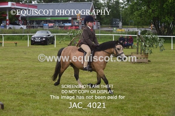 JAC_4021 - 40CM WORKING HUNTER