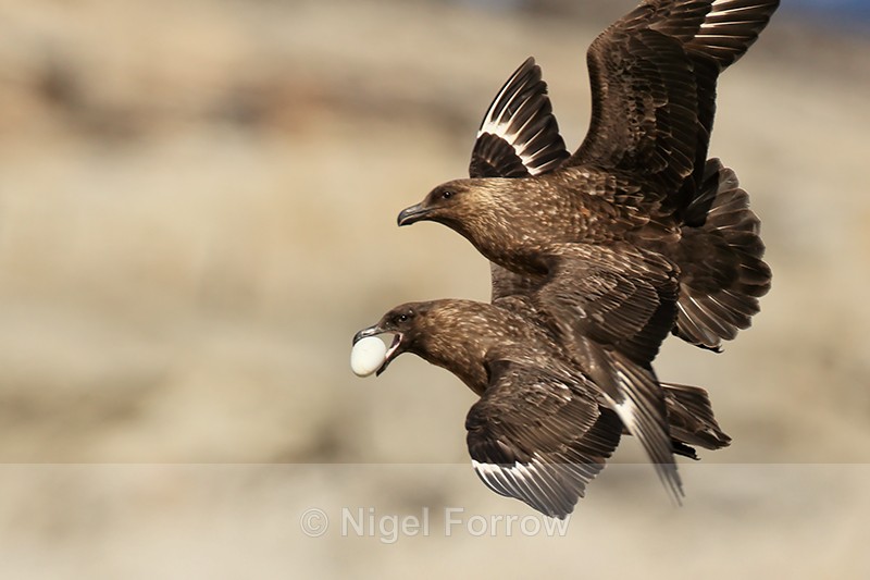 Egg-carrying Brown Skua being mobbed, Steeple Jason, Falklands - Falkland (Brown) Skua