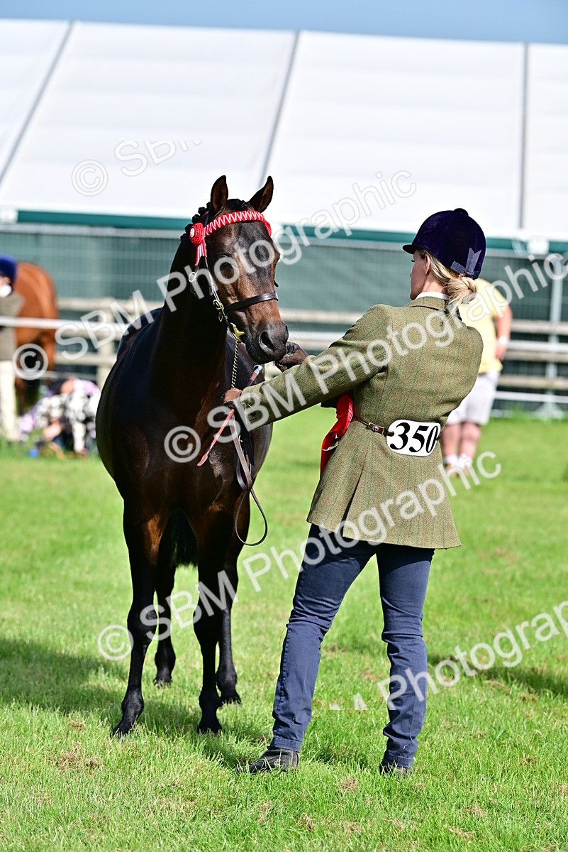 SBM_01081 - Class 46-49 - Arab and Part Bed-Anglo Arab In Hand