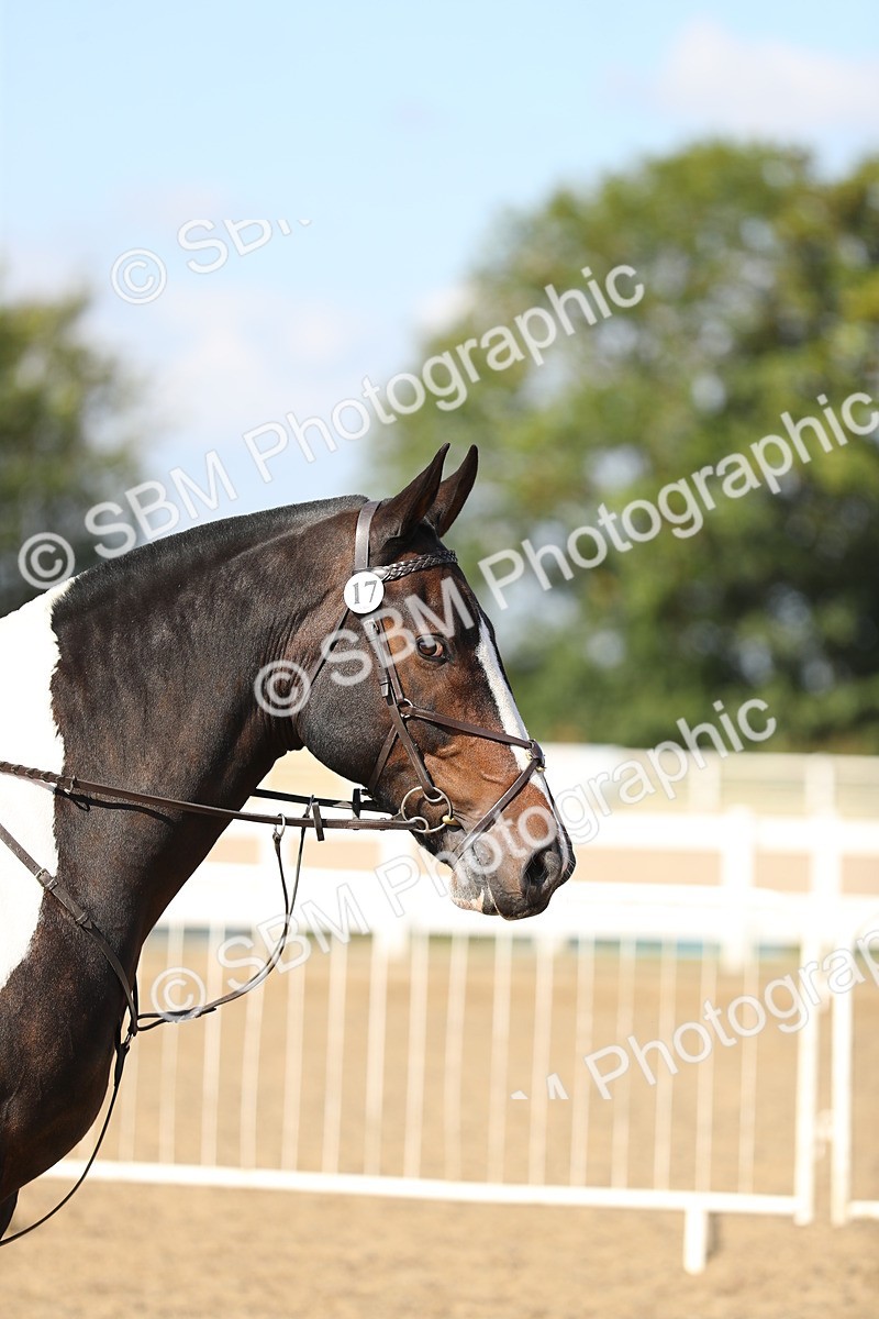 SBM_03186 - Class 44 Riding Club Horse/ Pony